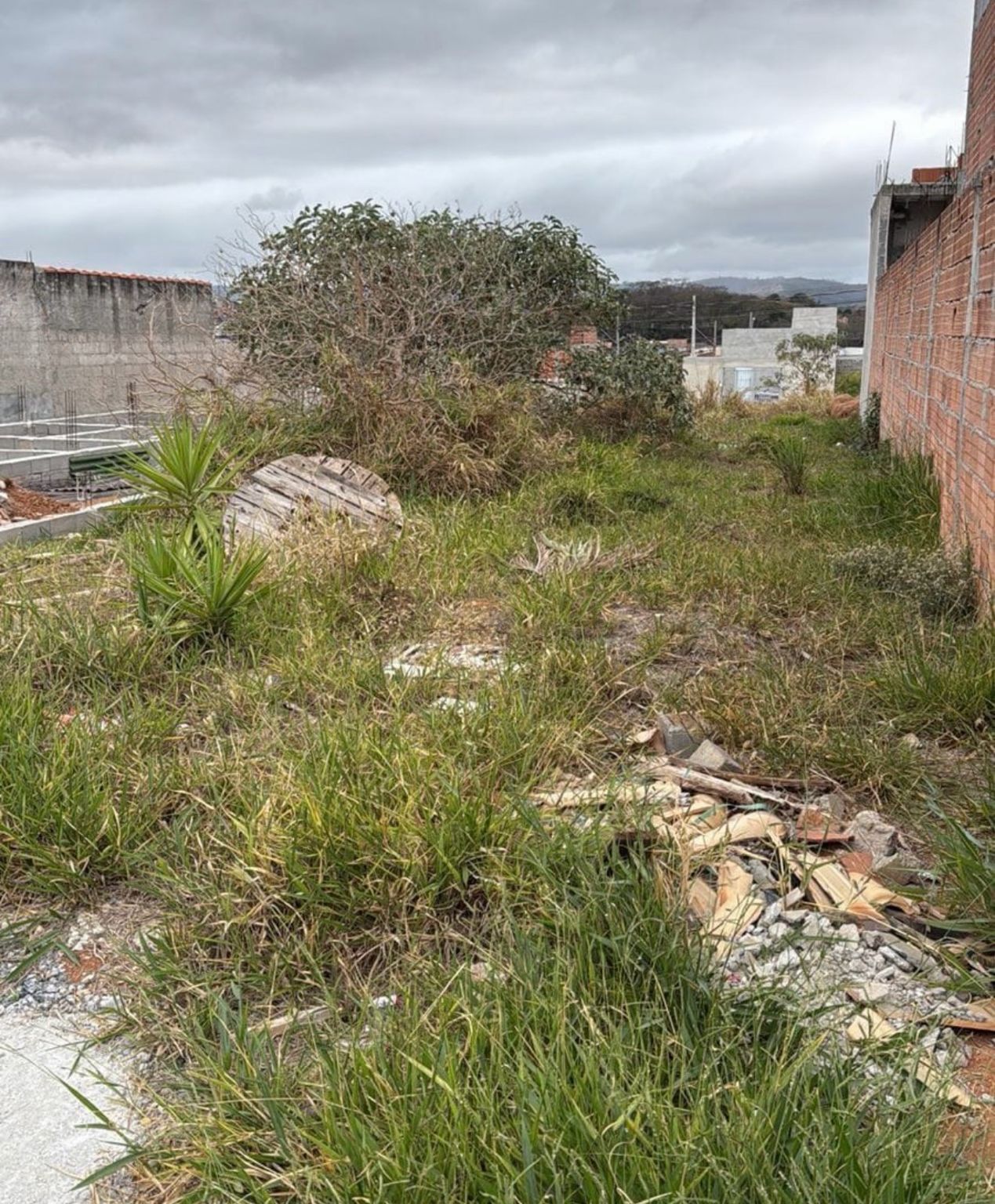 Terreno com mato alto precisando de limpeza